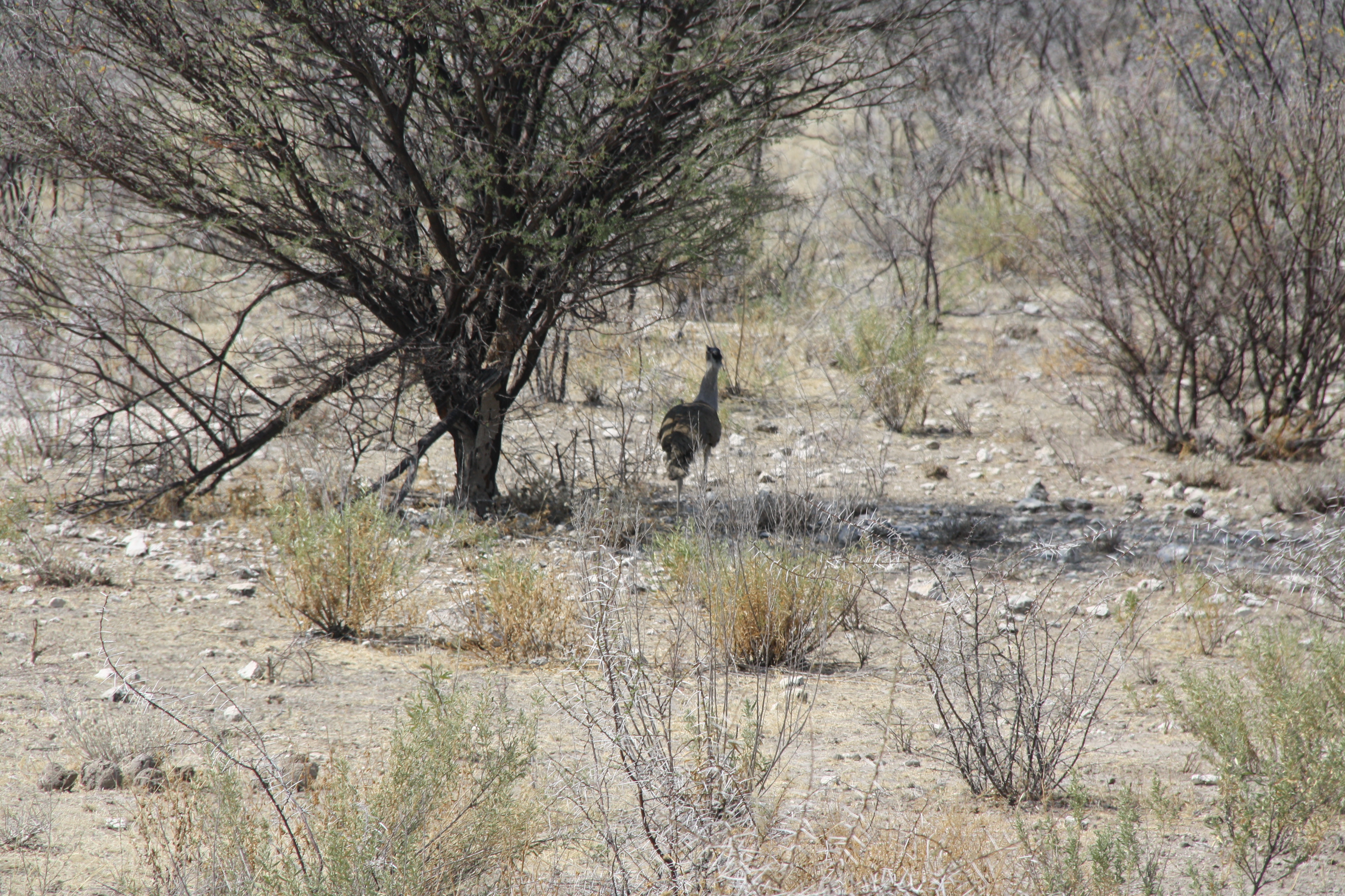 Kori Bustard Etosha Nationalpark Namibia