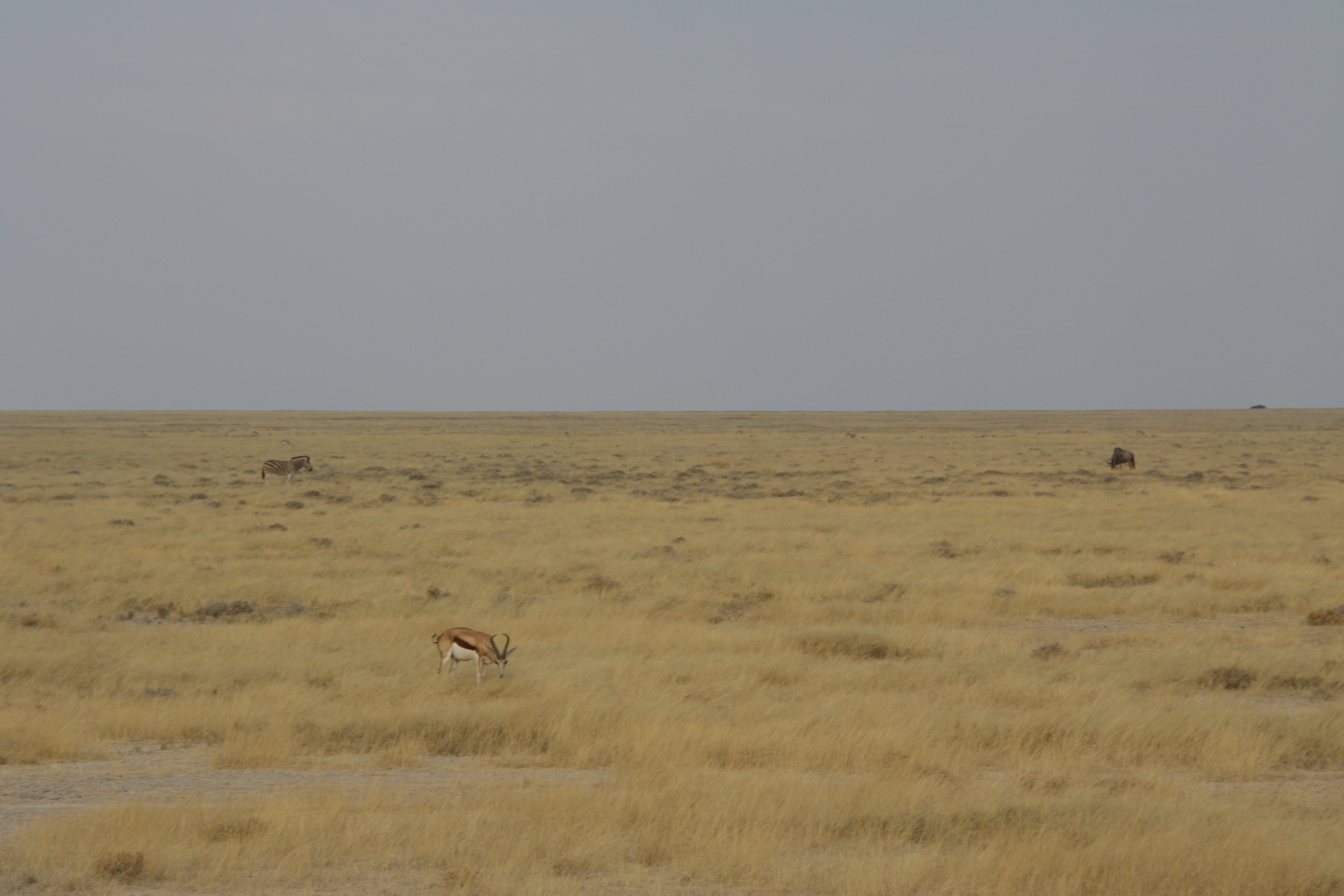 Zebra Springbok Gnu Etosha Nationalpark Namibia
