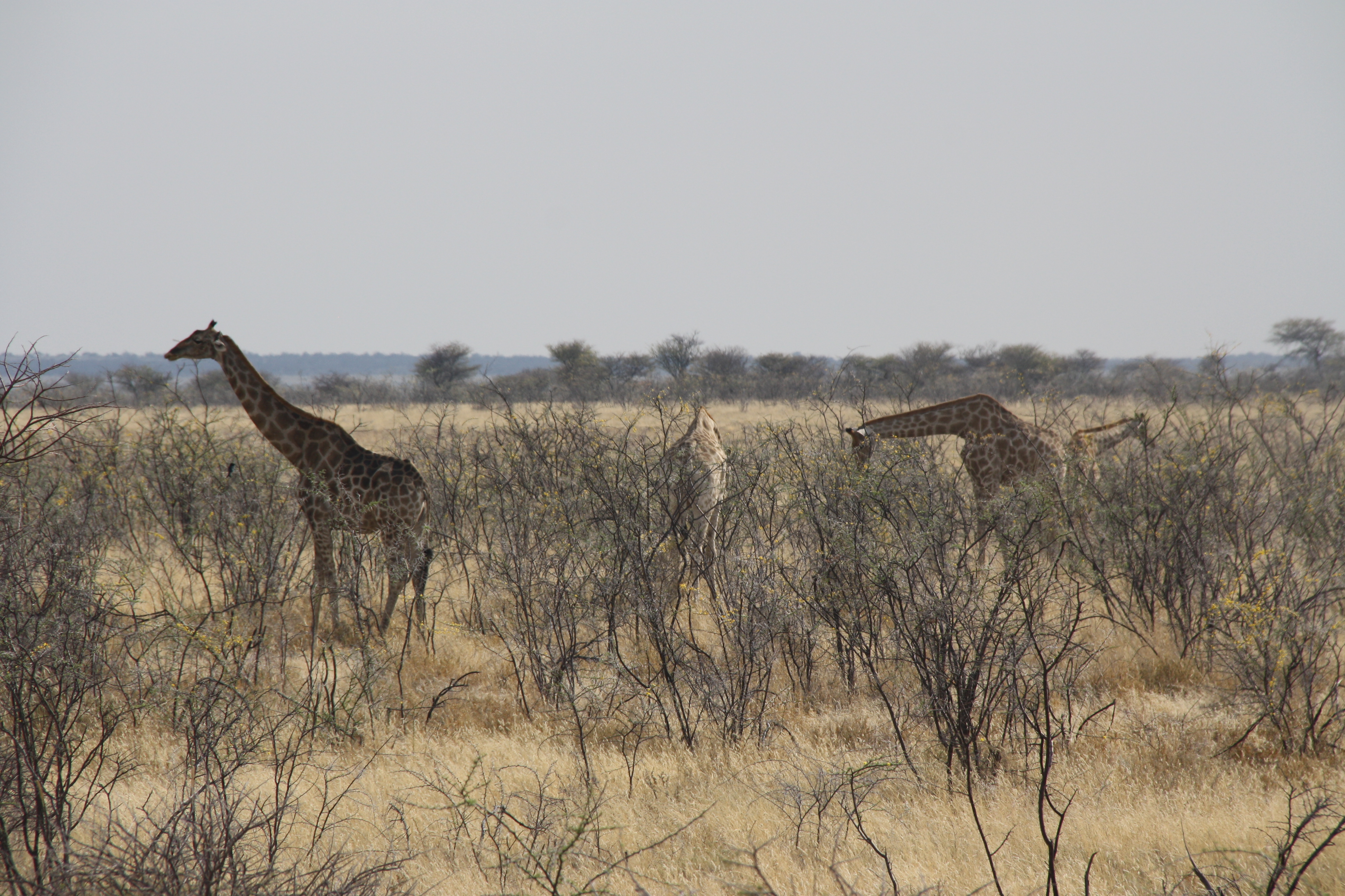 Giraffen Etosha Nationalpark Namibia