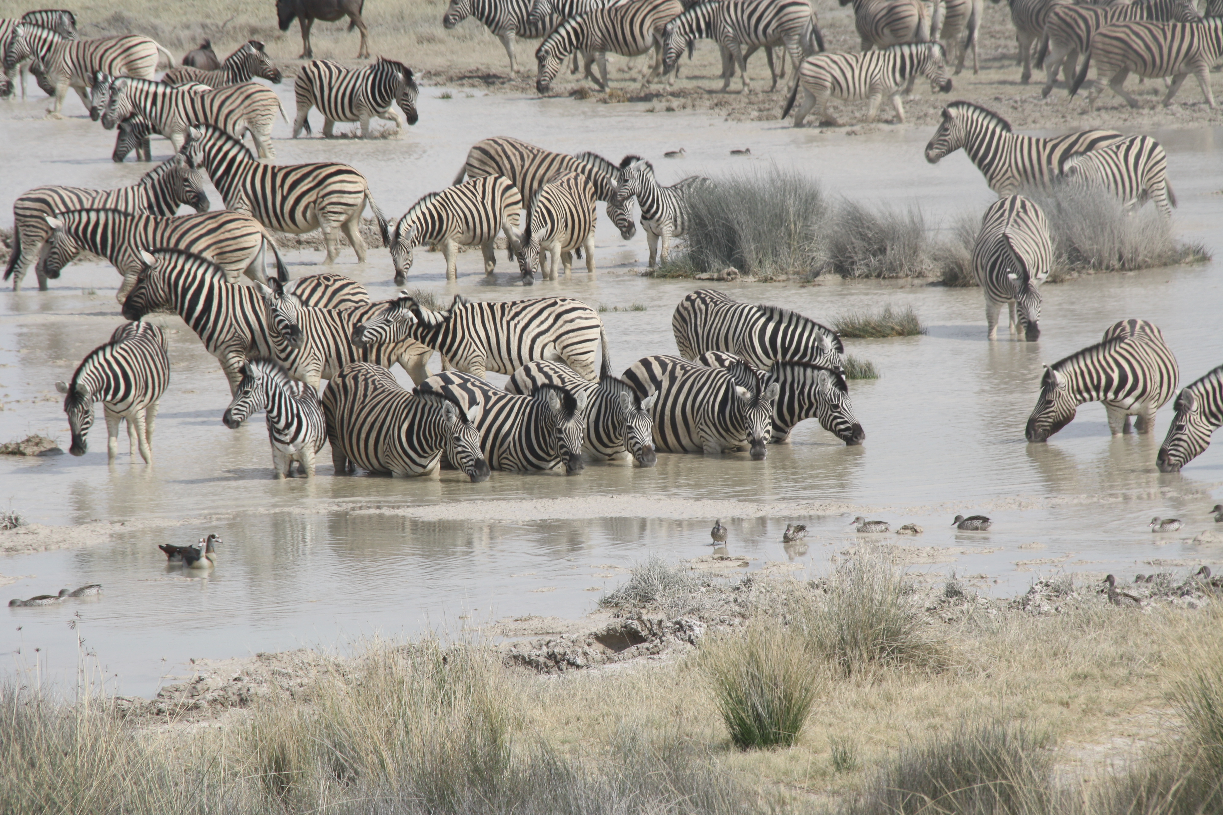Zebras Wasserloch Etosha Nationalpark Namibia