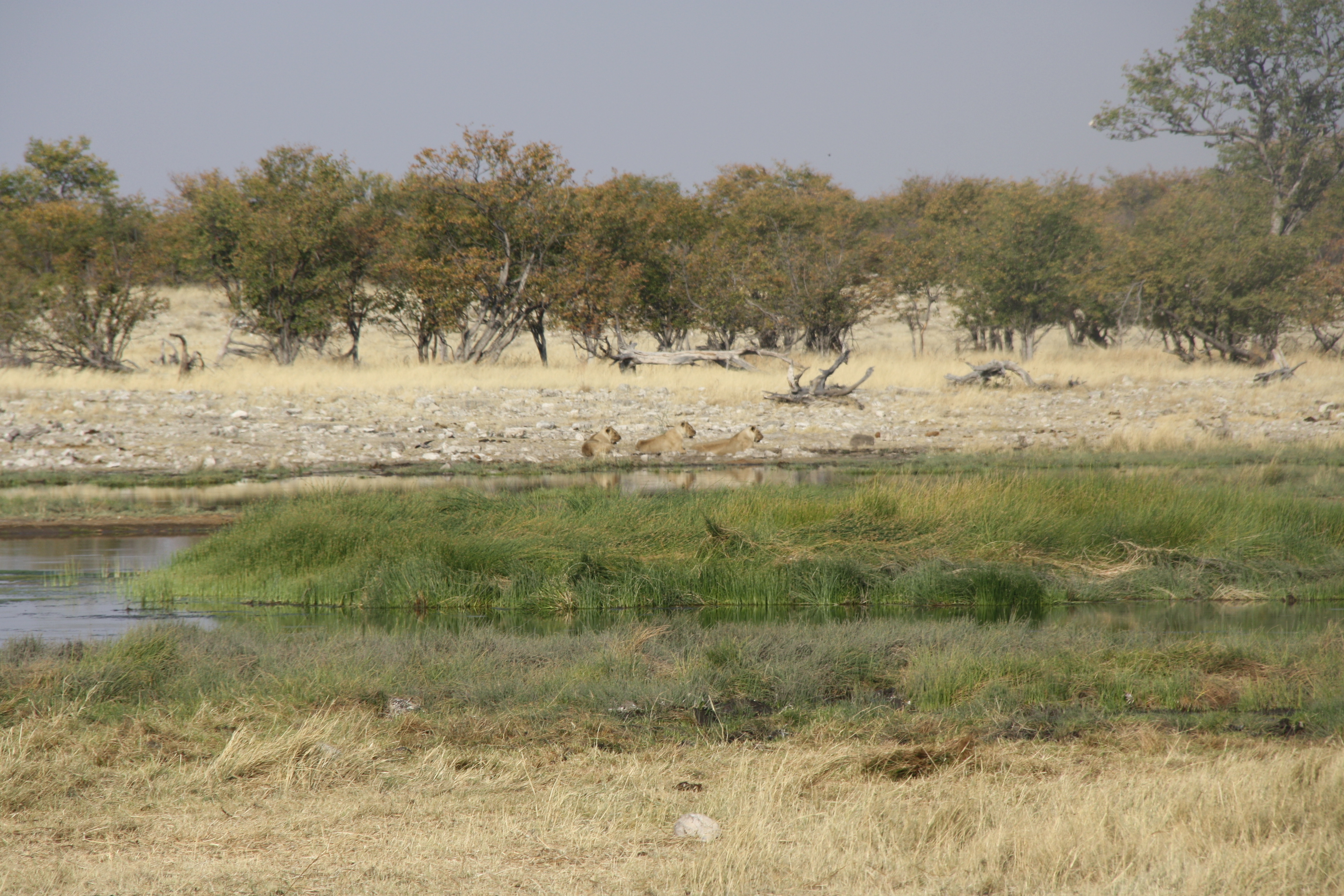 Löwen Wasserloch Etosha Nationalpark Namibia