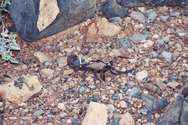 Skorpion in der kargen Landschaft des Orange Rivers