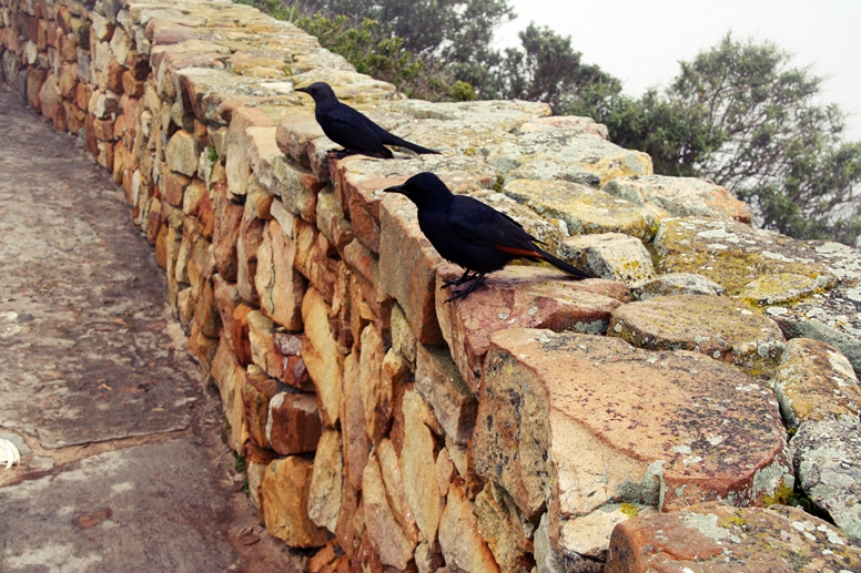 Vögel auf einer Steinmauer bei Cape Point
