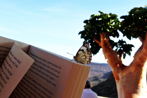 Schmetterling sitzt auf einem Buch