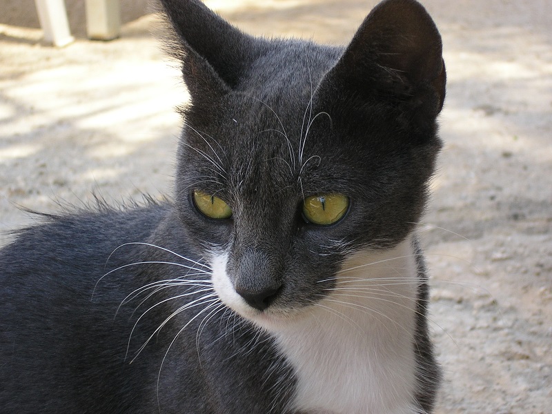 Katze Zypern