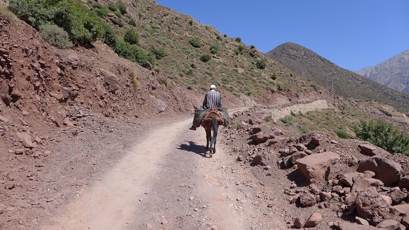 Ein Mann reitet auf seinem Muli auf den staubigen Straßen im Hohen Atlas Gebirge in Marokko