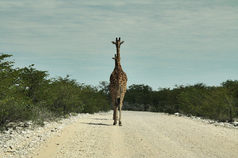 Giraffen im Etosha Nationalpark in Namibia