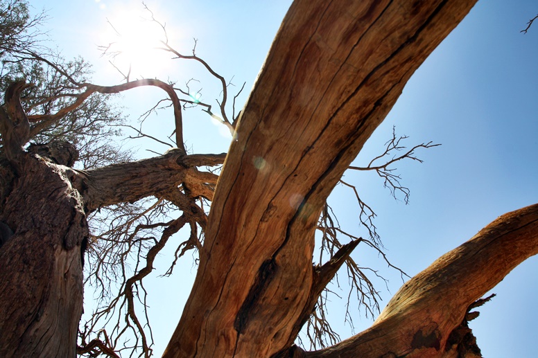 Totes Holz in der Namib Wüste in Namibia