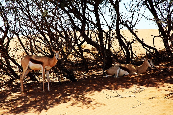 Namibia Wüste