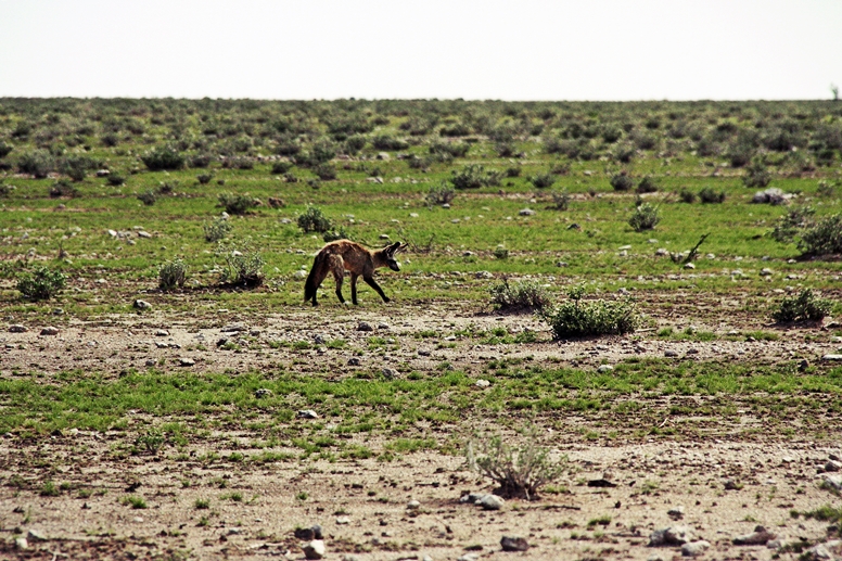 Löffelhund im Etosha Nationalpark in Namibia