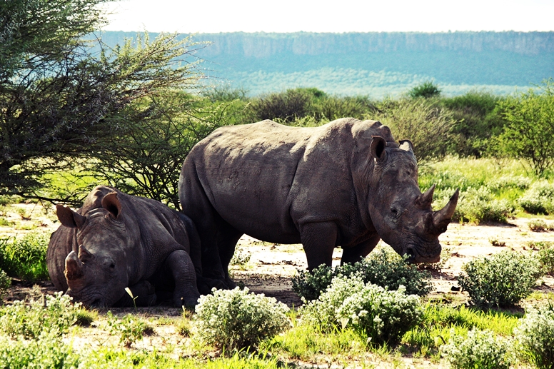Nashörner auf dem Gelände der Waterberg Wilderniss Lodge in Namibia