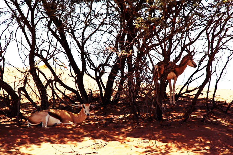 Springböke im Schatten einiger Bäume in der Namib Wüste in Namibia