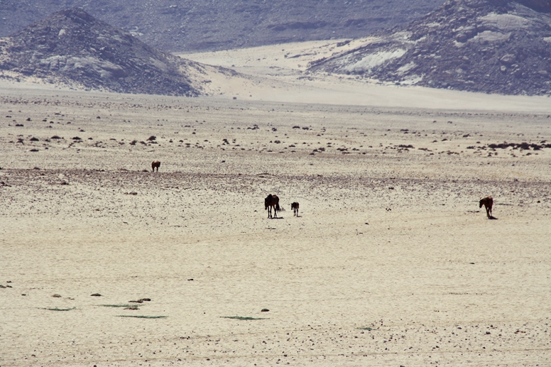 Die Wildpferde von Aus in der kargen Landschaft Namibias