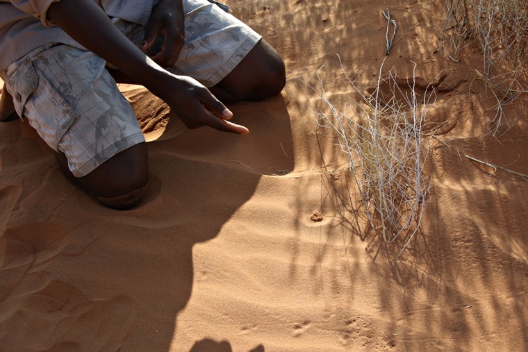Guide zeigt auf ein Spinnennest in der Namib Wüste