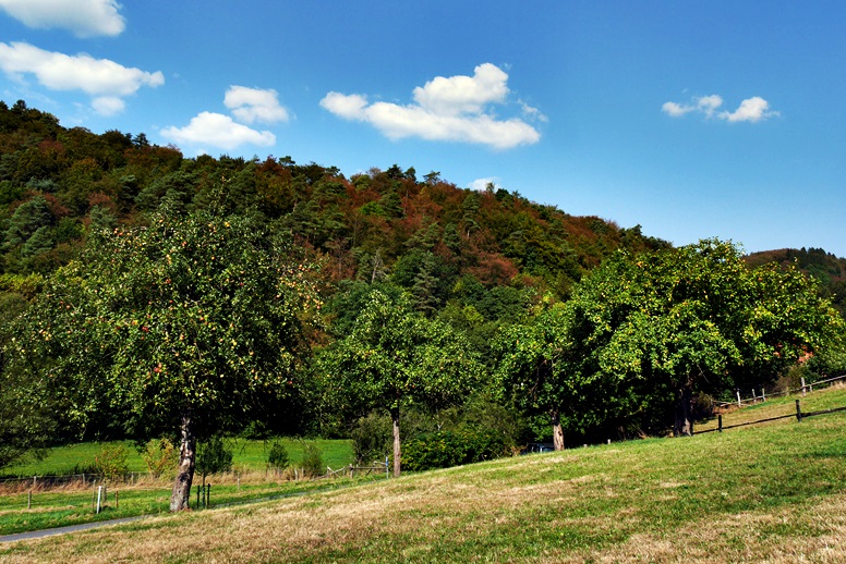 Blick auf Obstbäume im Lengeltal auf der Wegschleife des Hugenotten- und Waldenserpfaded bei Louisendorf in Nordhessen