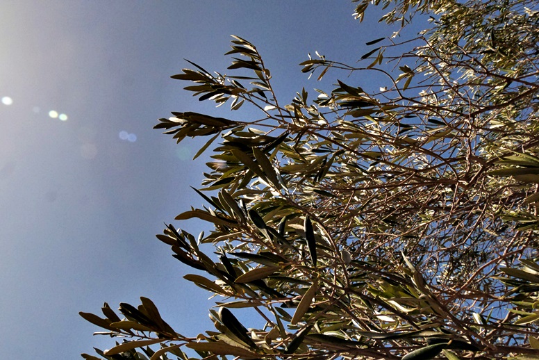 Wandern auf Kreta: Olivenbaum entlang des Weges
