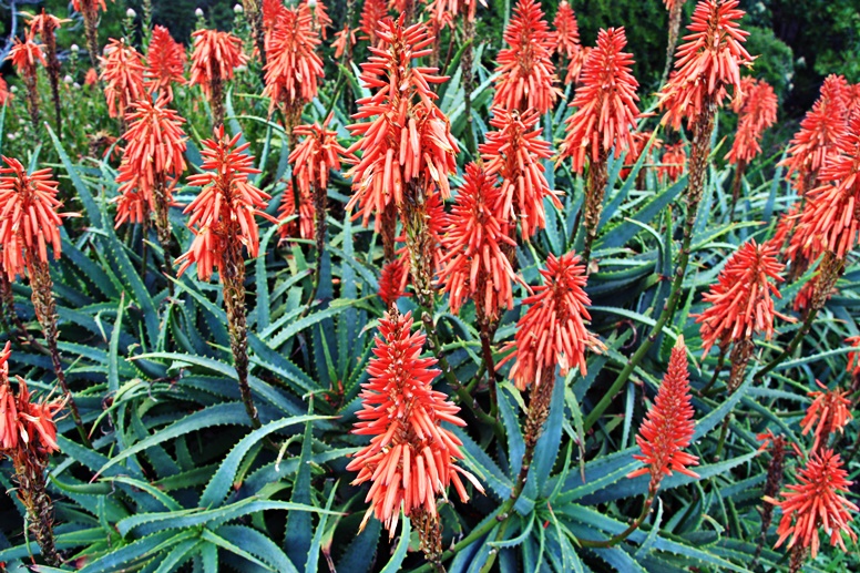 Rote Blumen im Botanischen Garten Kirstenbosch