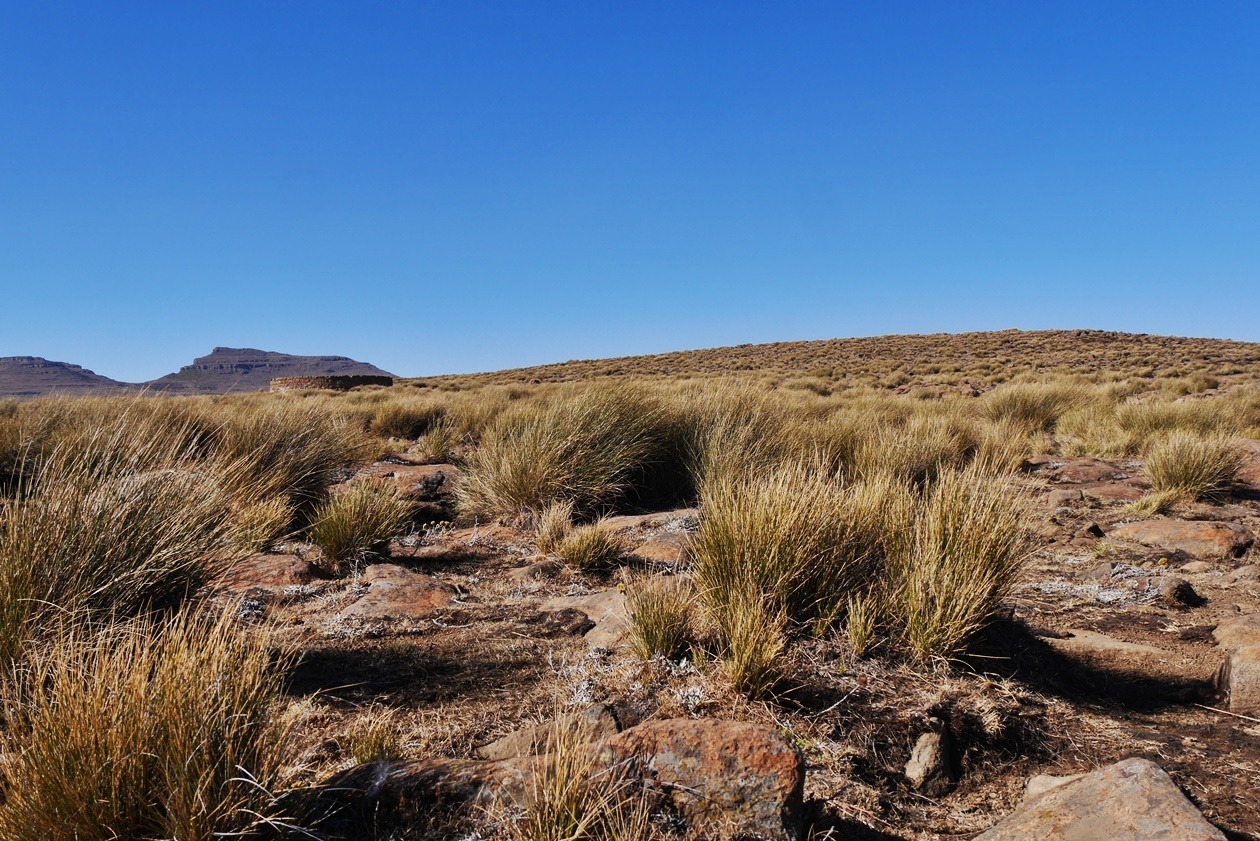 Karges Grasland am Sani Pass in Lesotho