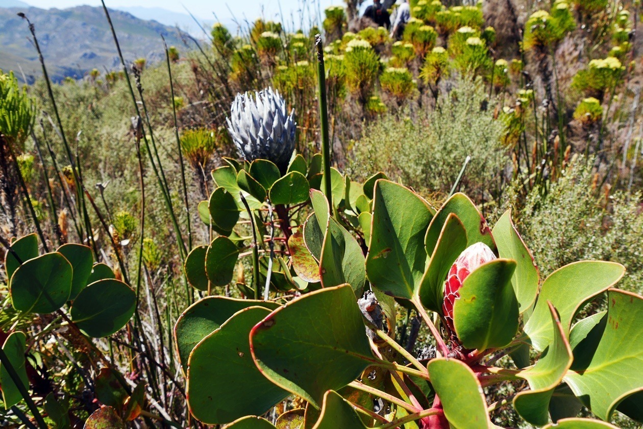 Protea gesehen bei der Cape Canopy Tour