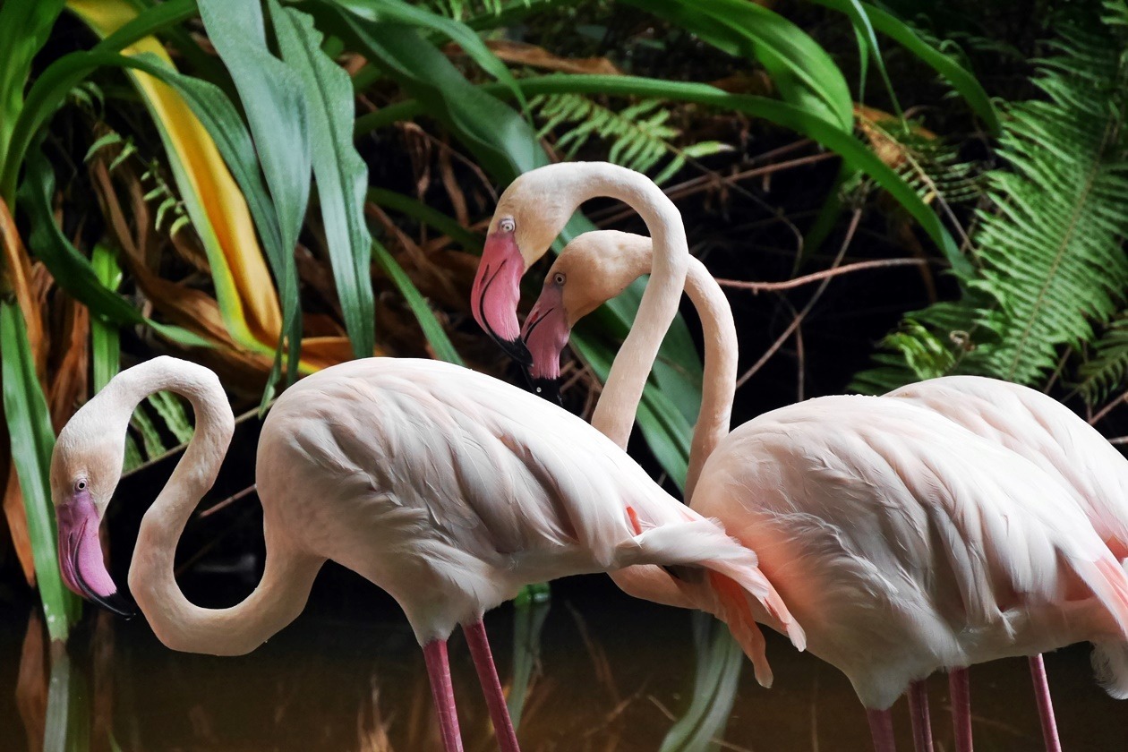 Flamingos im Tropical Islands