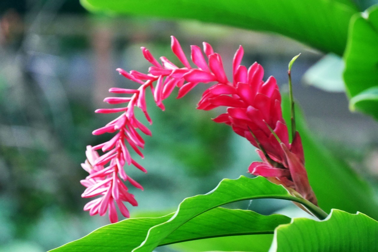 Pflanze im Regenwald des Tropical Islands