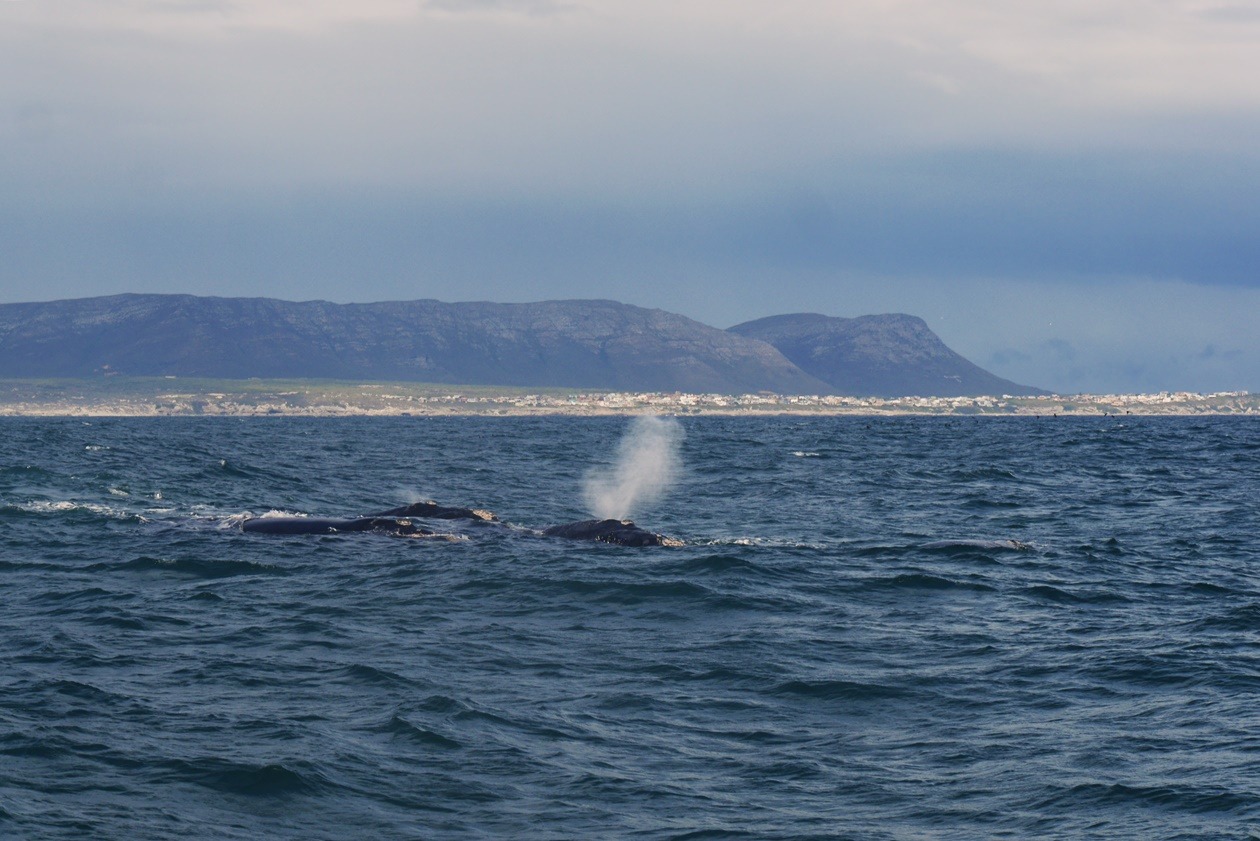 Wale vor der Küste Hermanus