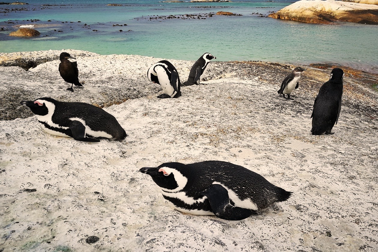 Pinguine am Boulders Beach in Kapstadt