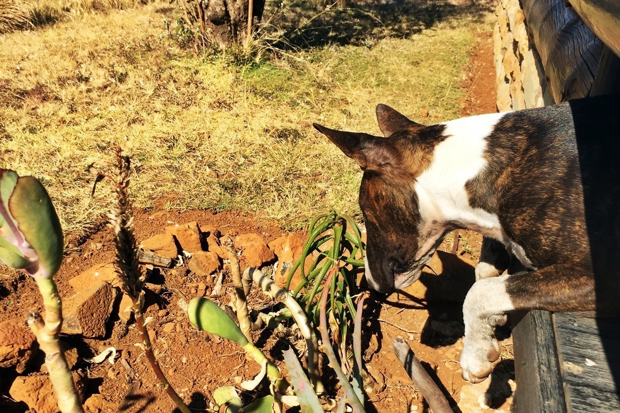 Neugieriger Hund der Greenfire Drakensberge Lodge