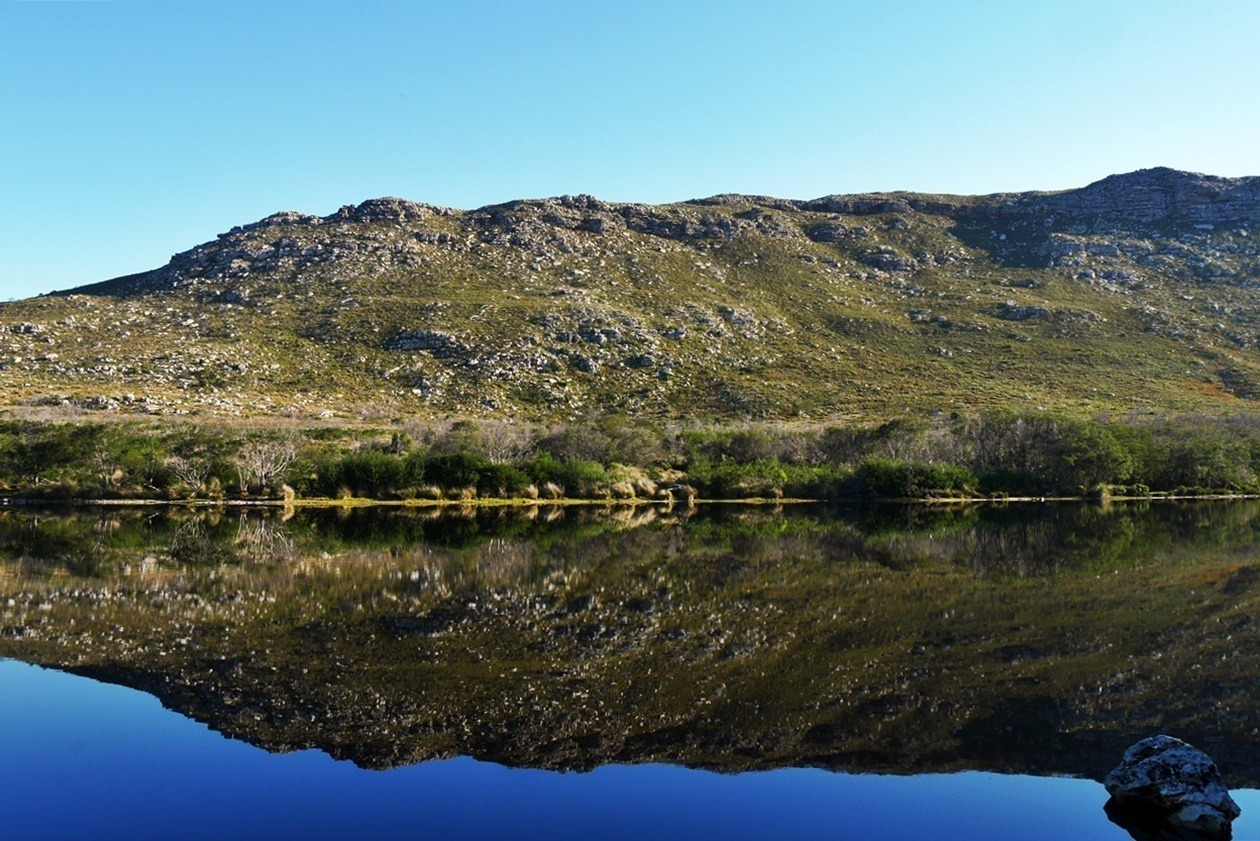 Spiegelung im Damm des Silvermine Nature Reserves