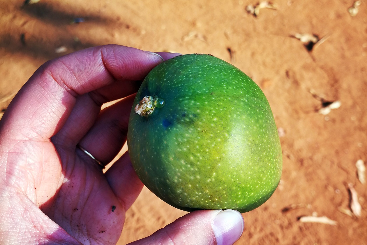 Mango aus Malawi