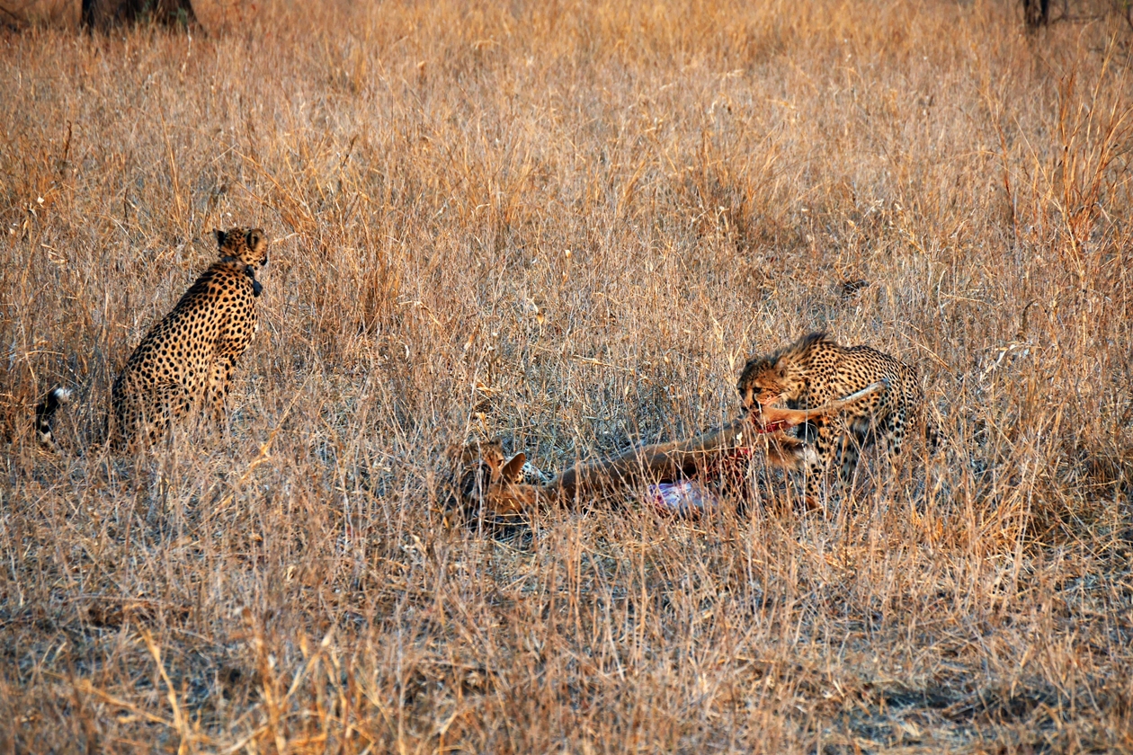 Geparden auf Safari im Liwonde Nationalpark