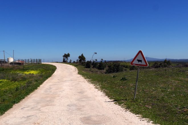 Warnschild vor Kühen auf der Rota Vicentina