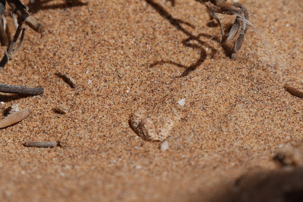 Schlange die perfekt im Sand getarnt ist