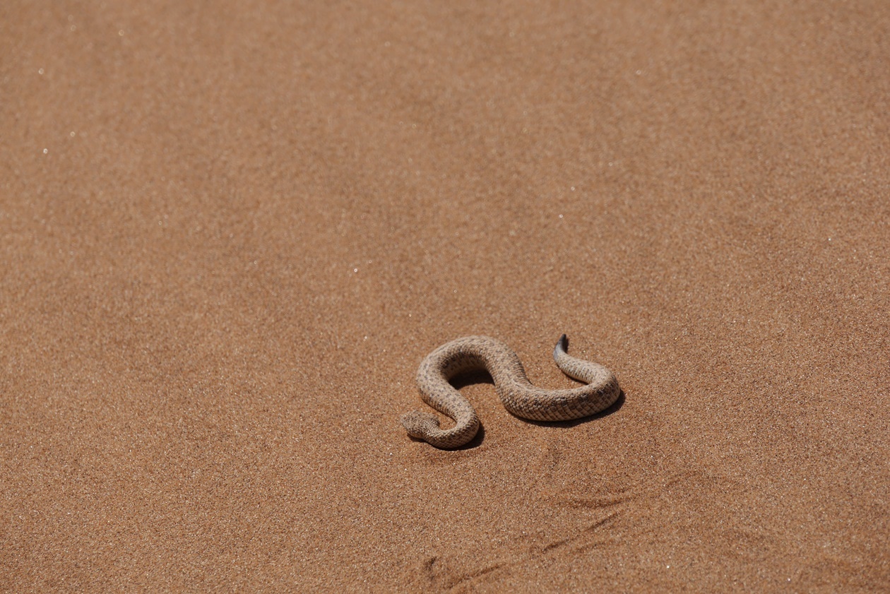 Eine Schlange sucht sich ihren Weg in der Namib Wüste