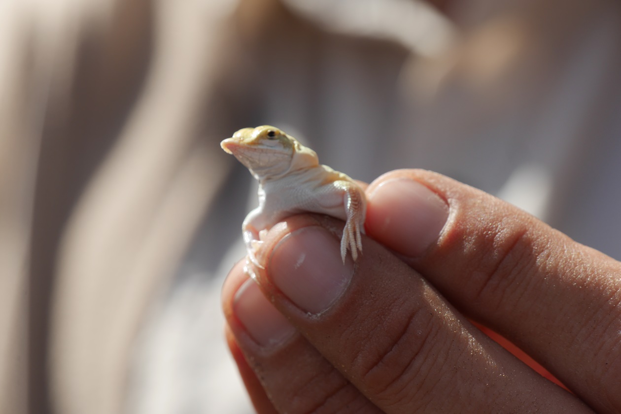 Eine Hand hält eine Eidechse, die bei einer Small Five Safari in Namibia gefunden worden ist