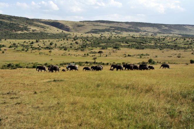 Elefanten ziehen durch die trockene Massai Mara