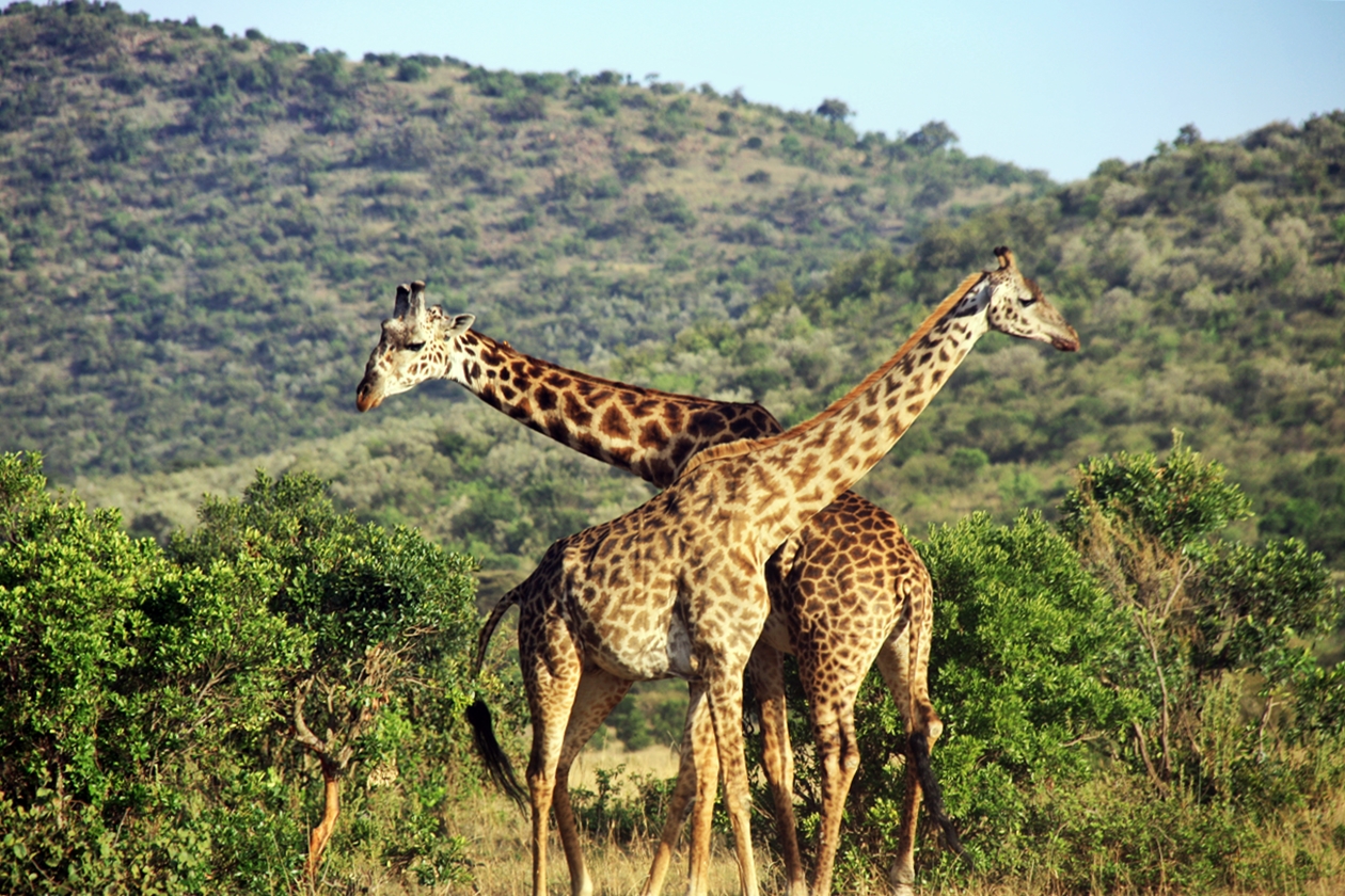 Giraffen im Massai Mara Nationalpark in Kenia