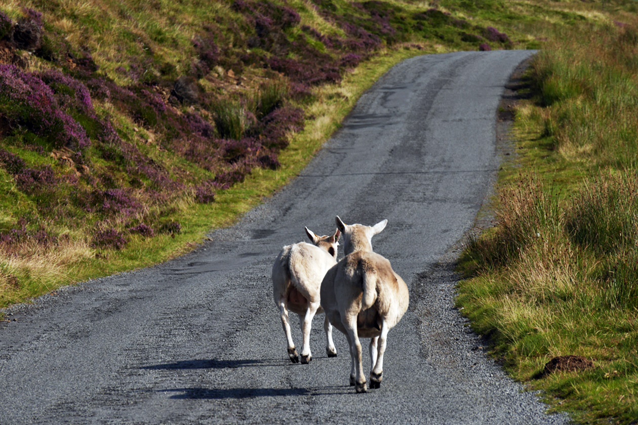 Blackface Sheeps versperren den Weg auf der Isle of Skye