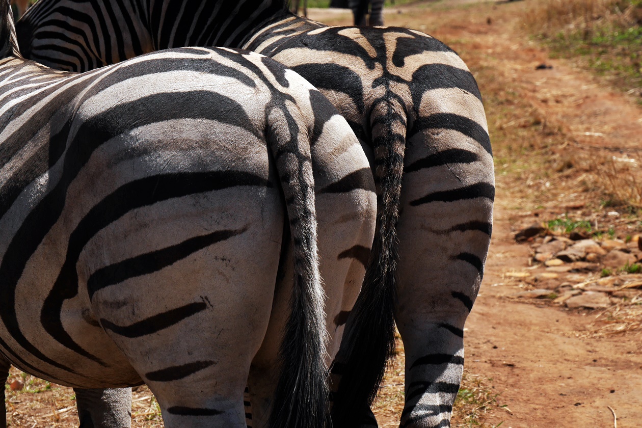 Zebras Kuscheln in der Games Heaven Lodge bei Blantyre einer meiner 5 Tipps für Blantyre und Umgebung