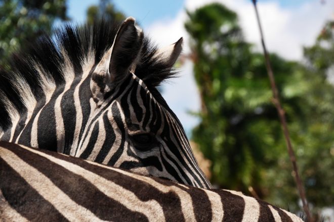 Zebras in der Games Heaven Lodge bei Blantyre in Malawi