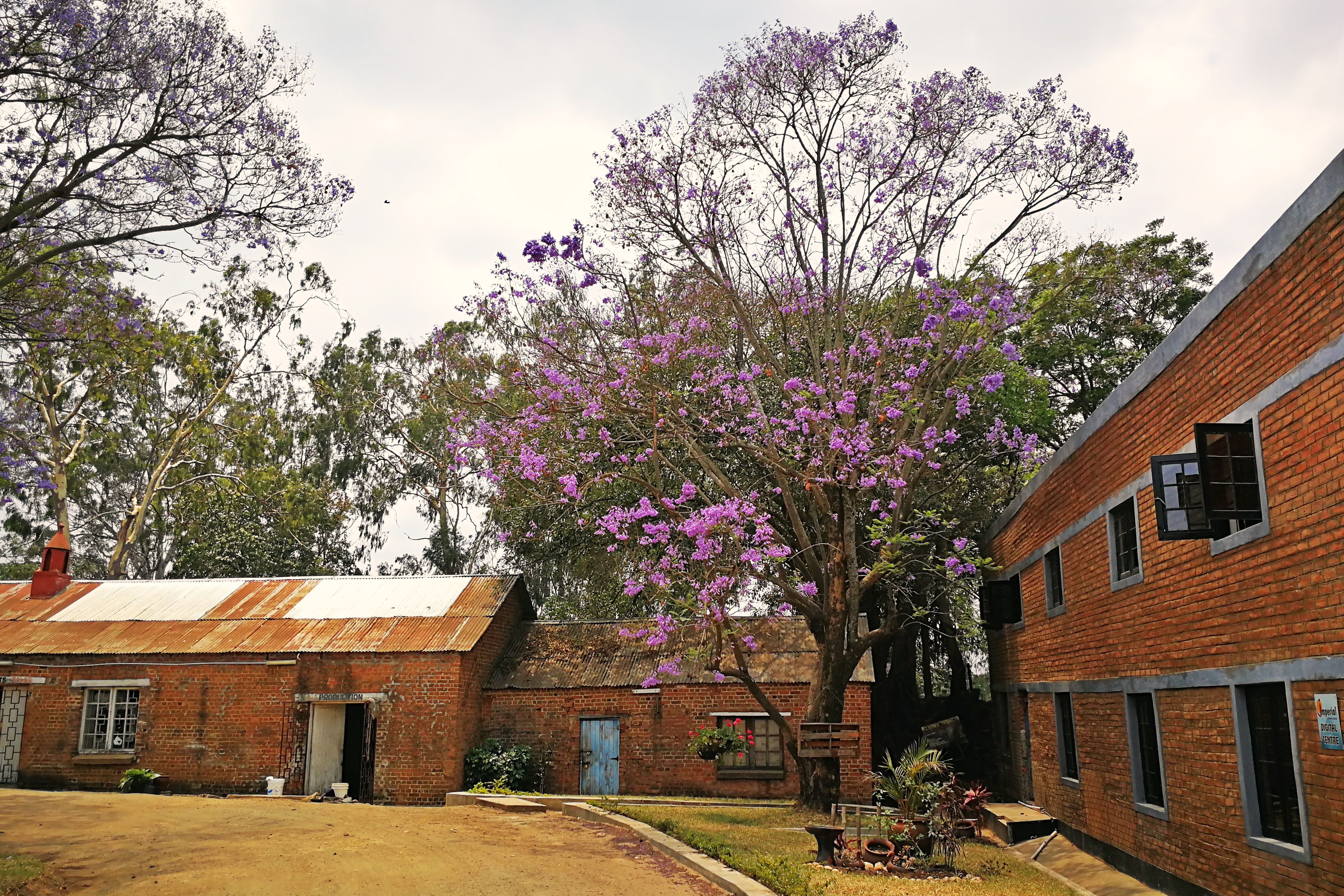 Unter Jacaranda Bäumen kann man in einem ehemaligen Fabrikgelände schöne Souvenirs erstehen