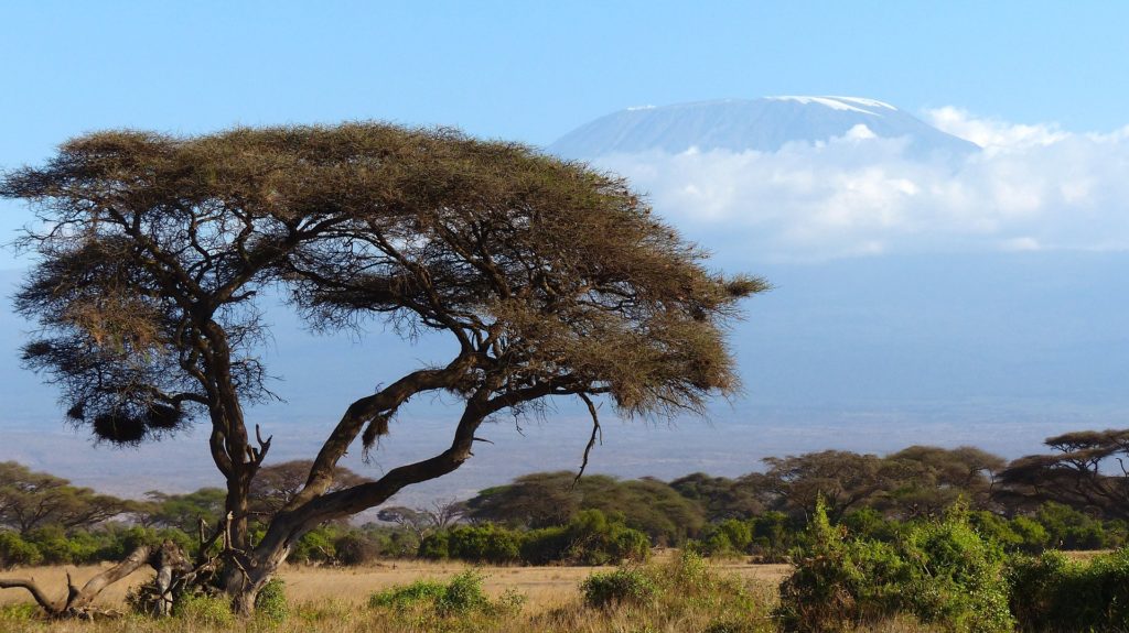 Der Kilimandscharo erhebt sich über die Savanne Tansanias
