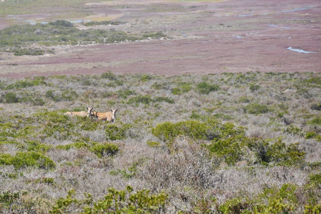 Zwei Elands in der Fynbos Vegetation des West Coast Nationalparks in Südafrika