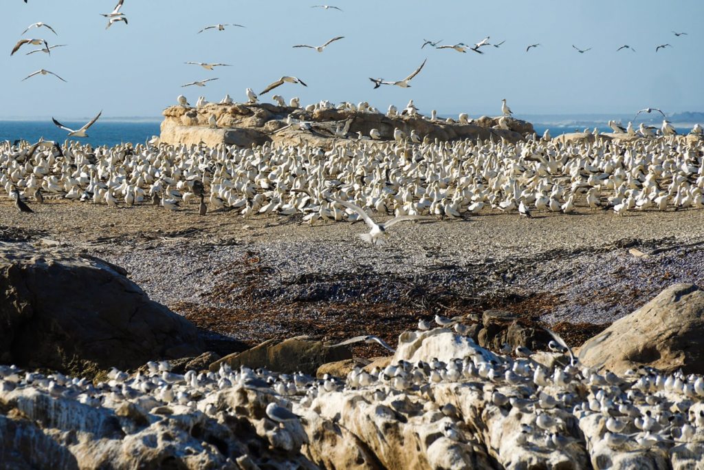 Kaptölpel und Seeschwalben auf Bird Island bei Lamberts Bay