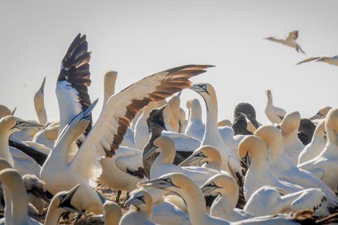 Kaptölpel Kolonie auf Bird Island bei Lamberts Bay in Südafrika