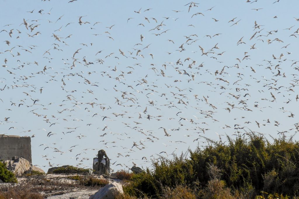 Fliegende Seeschwalben über Bird Island bei Lamberts Bay