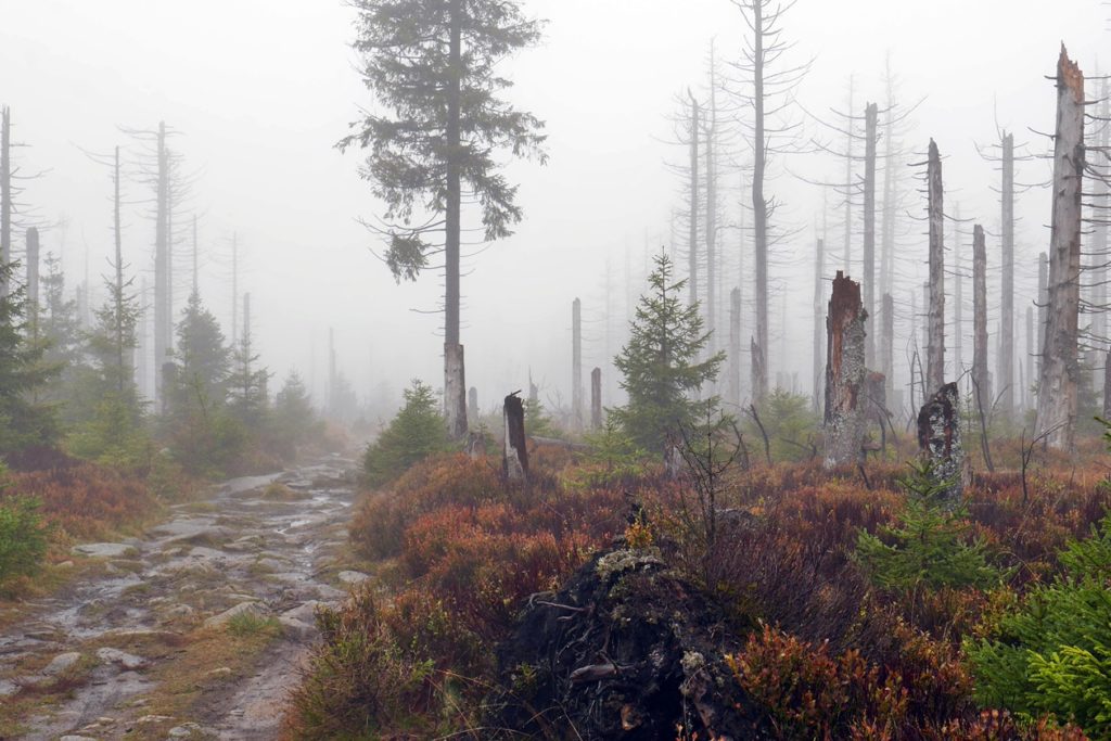 Mystische Nebelschwaden im Nationalpark Harz auf dem Weg zur Achtermannshöhe