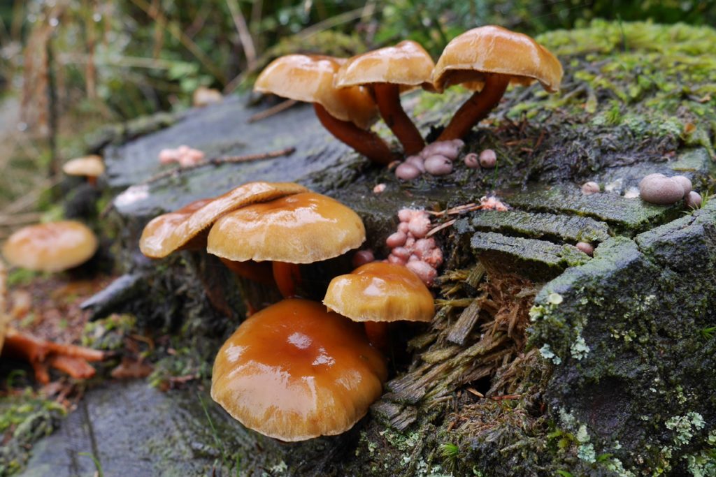 Pilze im Nationalpark Harz 
