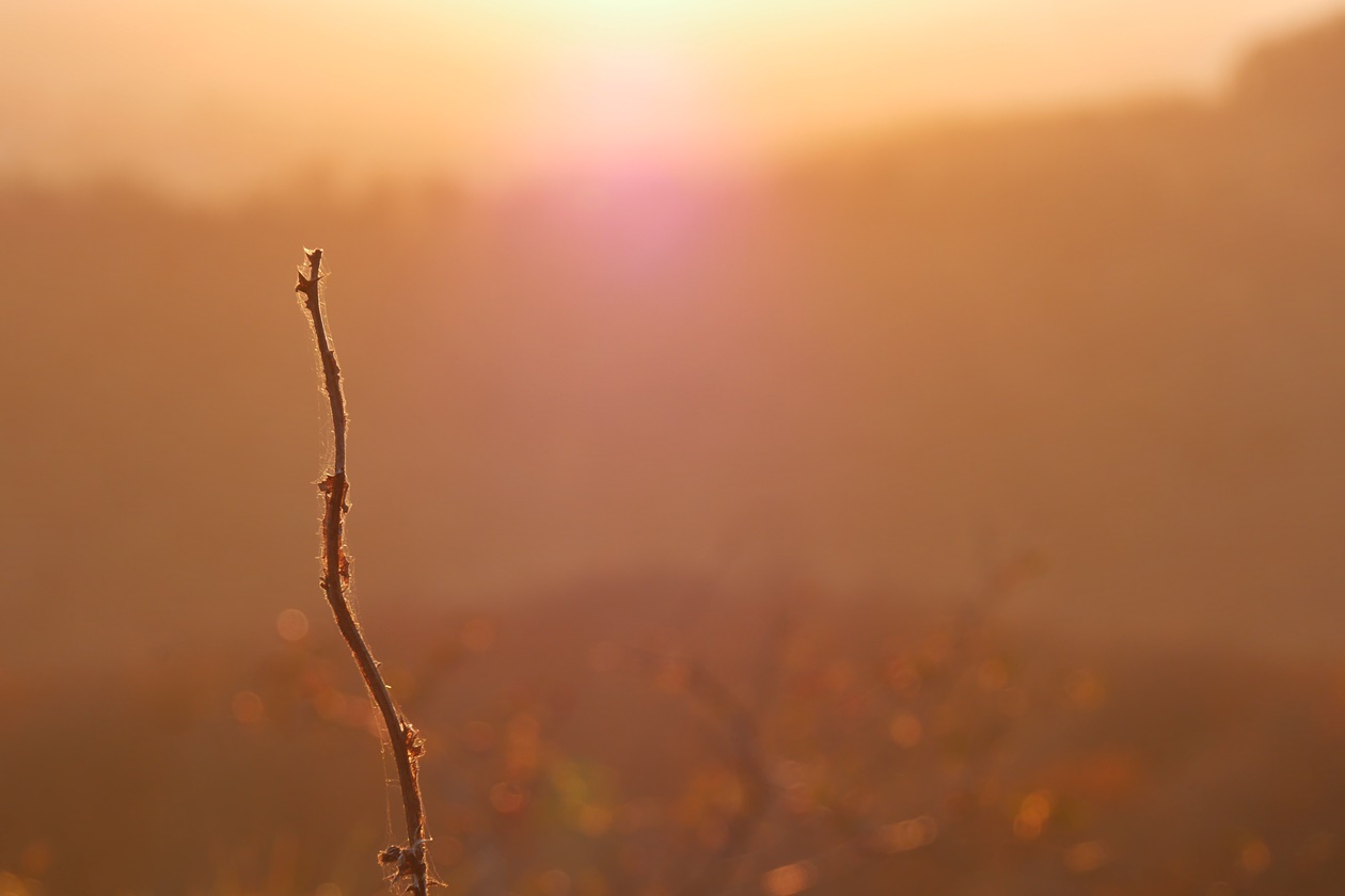 Ein Zweig im goldenen Licht der untergehenden Sonne bei den Hohensteinklippen im Weserbergland
