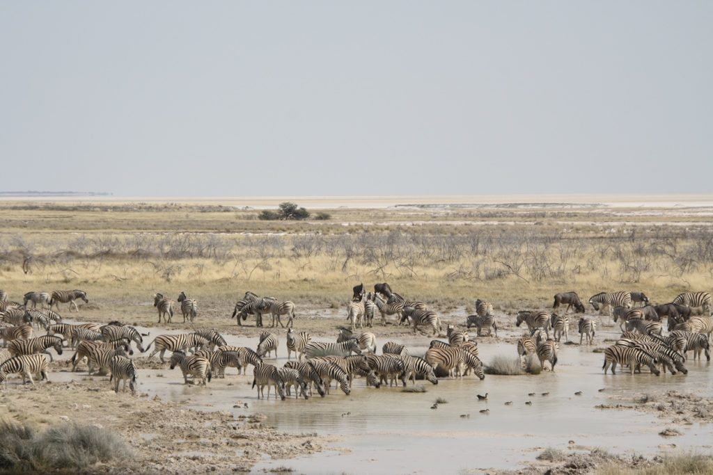 Von Zebras und Gnus frequentiertes Wasserloch im Etosha Nationalpark in Namibia